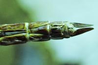 Anax parthenope
