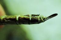 Anax parthenope