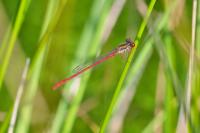 Ceriagrion tenellum