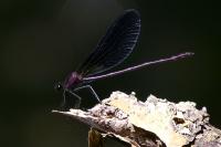 Calopteryx haemorrhoidalis