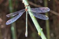 Chalcolestes viridis