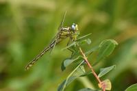 Gomphus simillimus