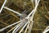 Libellula quadrimaculata