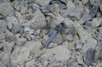 Orthetrum brunneum