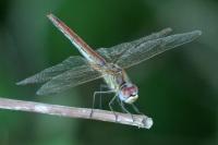 Sympetrum fonscolombii