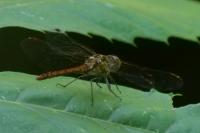 Sympetrum striolatum