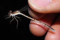 Sympecma fusca