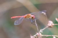 Sympetrum sanguineum