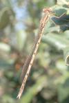 Sympecma fusca