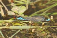Erythromma viridulum