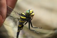 Cordulegaster boltonii boltonii