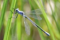Lestes macrostigma