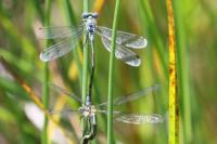 Lestes dryas