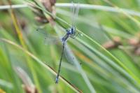 Lestes dryas