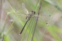 Leucorrhinia albifrons