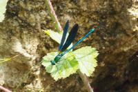 Calopteryx virgo meridionalis
