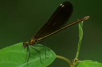 Calopteryx virgo meridionalis