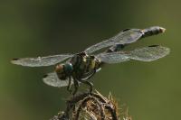 Onychogomphus uncatus