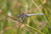 Orthetrum coerulescens