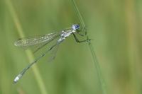 Lestes sponsa