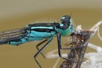 Ischnura elegans