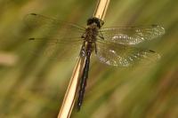 Somatochlora arctica
