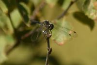 Sympetrum danae