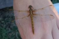 Orthetrum coerulescens