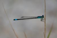 Ischnura elegans