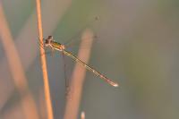 Lestes virens vestalis