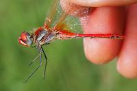 Sympetrum fonscolombii