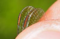 Orthetrum coerulescens