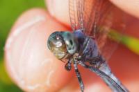 Orthetrum coerulescens
