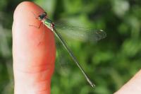 Chalcolestes viridis
