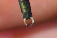 Chalcolestes viridis