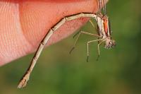Lestes virens