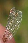 Lestes virens