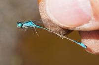 Ischnura elegans