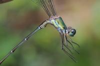 Chalcolestes viridis
