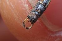 Chalcolestes viridis