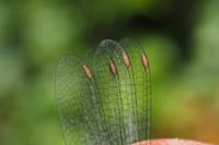Chalcolestes viridis