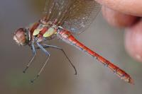 Sympetrum striolatum