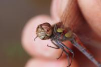 Sympetrum striolatum