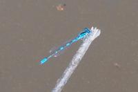 Coenagrion scitulum