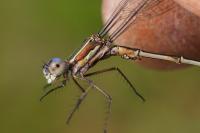 Lestes virens