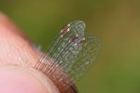 Lestes virens