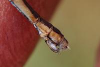 Lestes virens