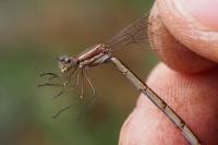 Lestes virens