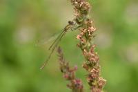 Chalcolestes viridis