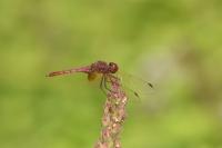 Trithemis annulata
